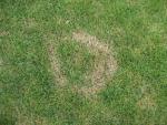 Lawn Diseases - Necrotic Ring Spot