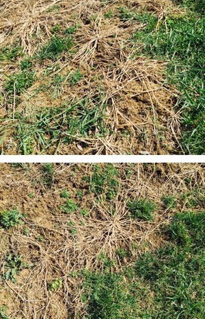 Crabgrass- a pain for Lawn Care providers in Stoney Creek