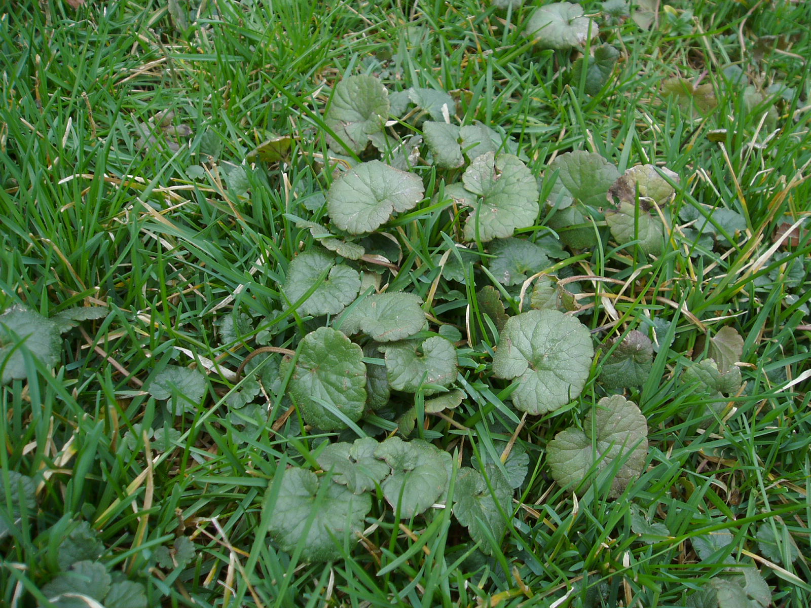 Creeping Charlie- a lawn care problem and pest