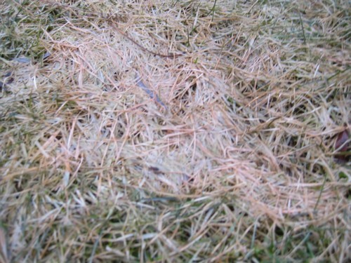 Snow Mold on Early Spring lawn